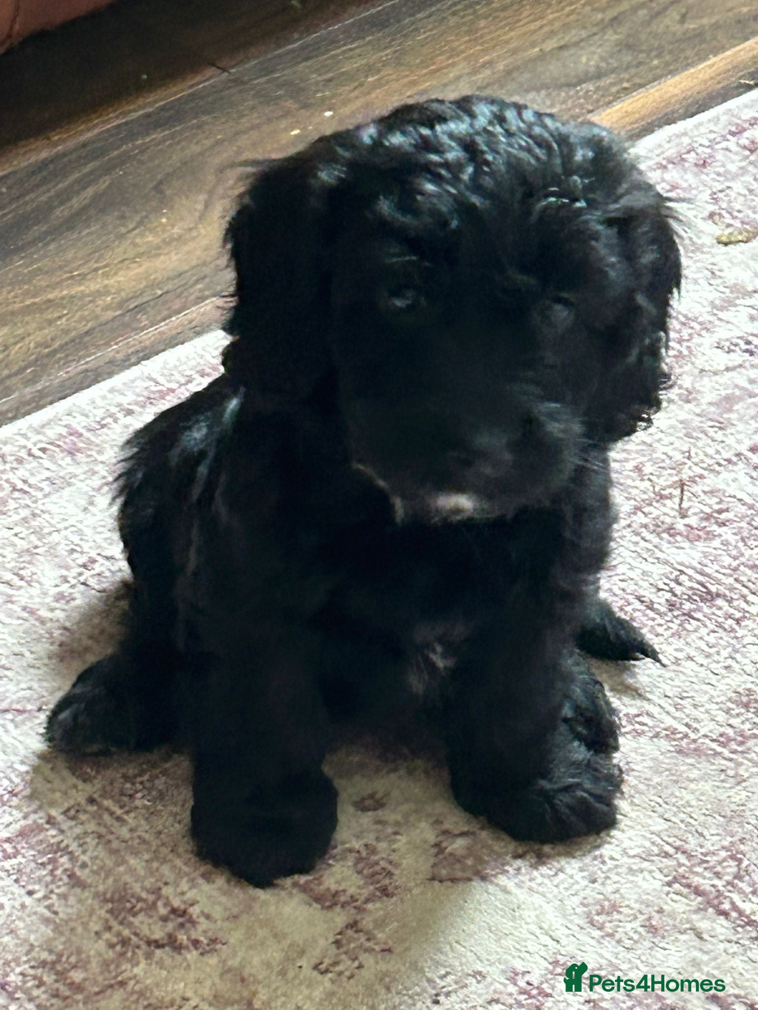 Cockapoo dogs Cockapoo F1 - Advert 2