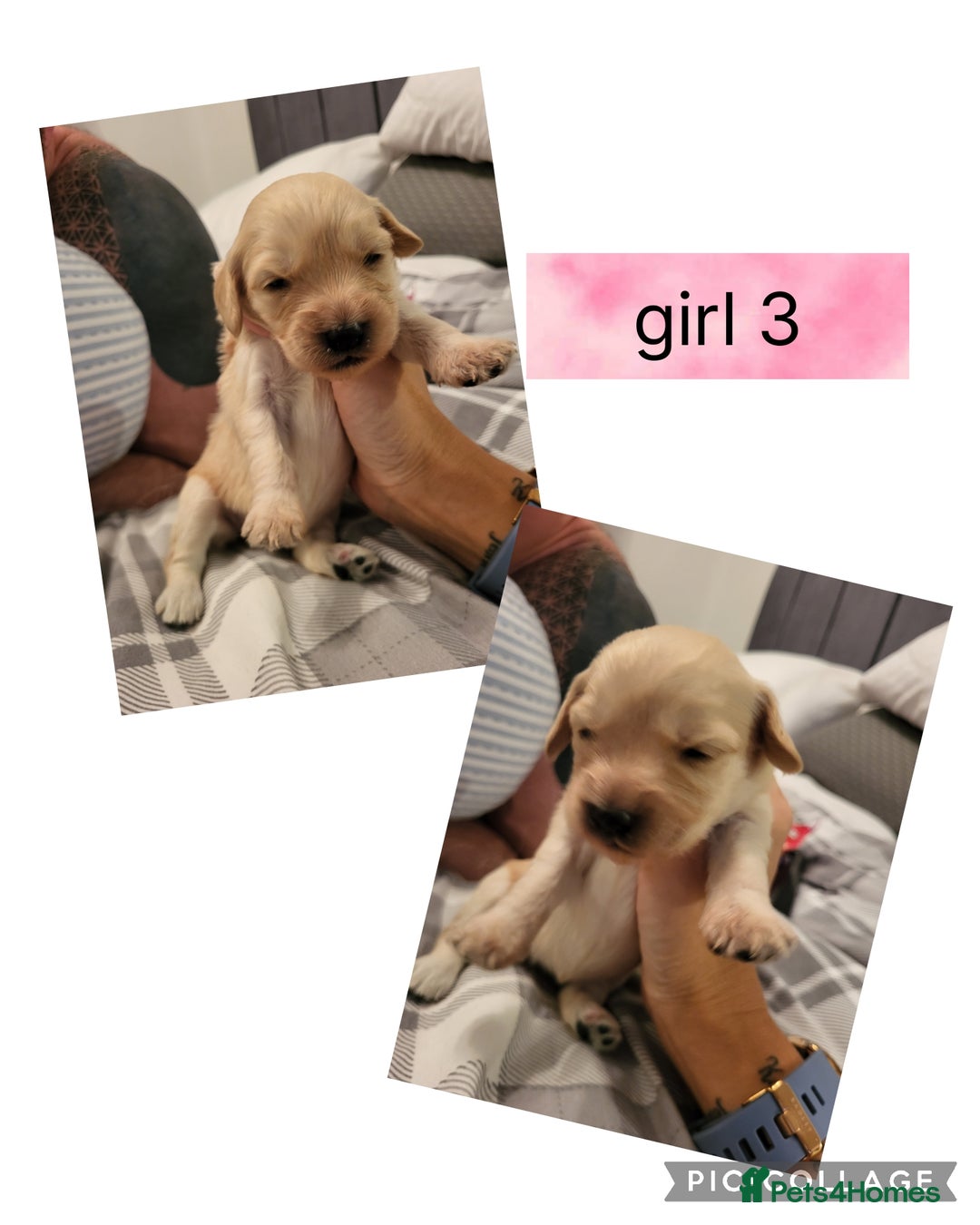 Mixed Breed dogs for sale: Rare silky cocker puppies  - Image 7