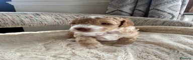 Cockapoo Puppy 4