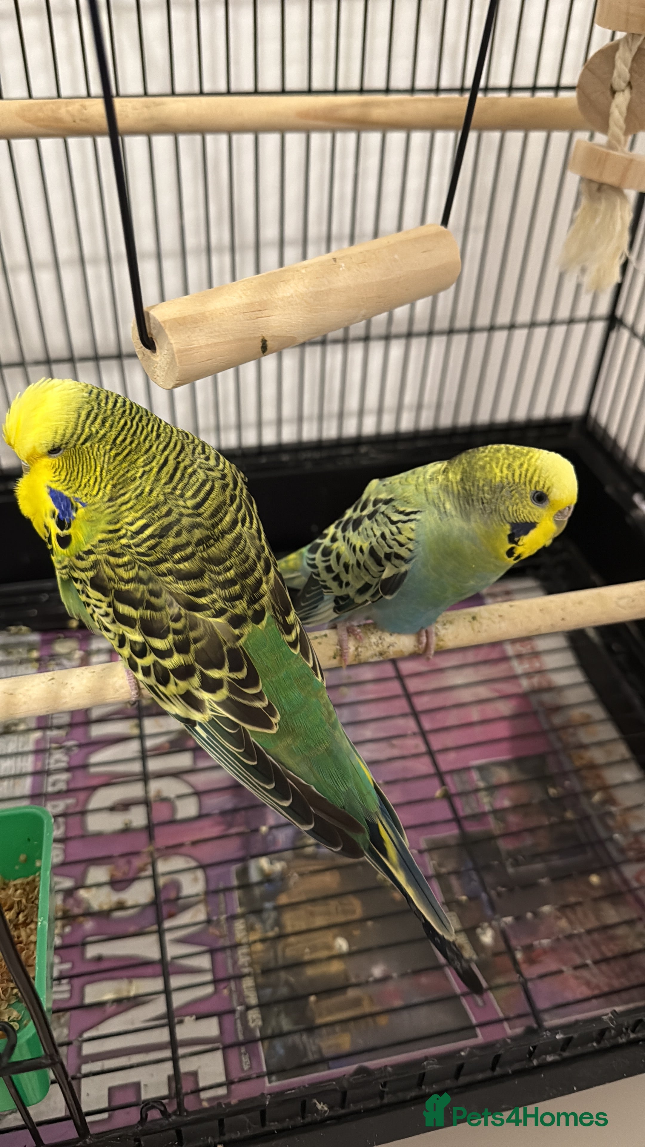 Budgerigars birds 2 budgies - Advert 2