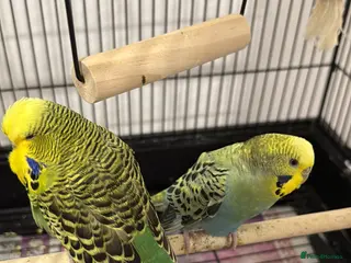 Budgerigars birds 2 budgies - Advert 2