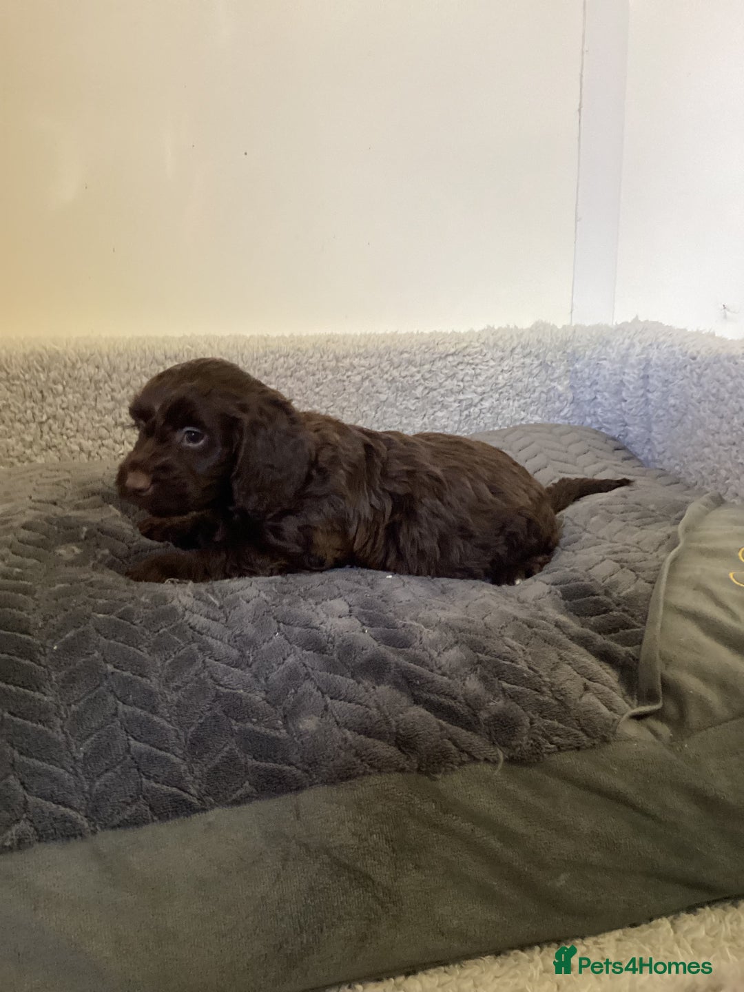 Cockapoo dogs for sale: F1 cockapoos  - Image 12