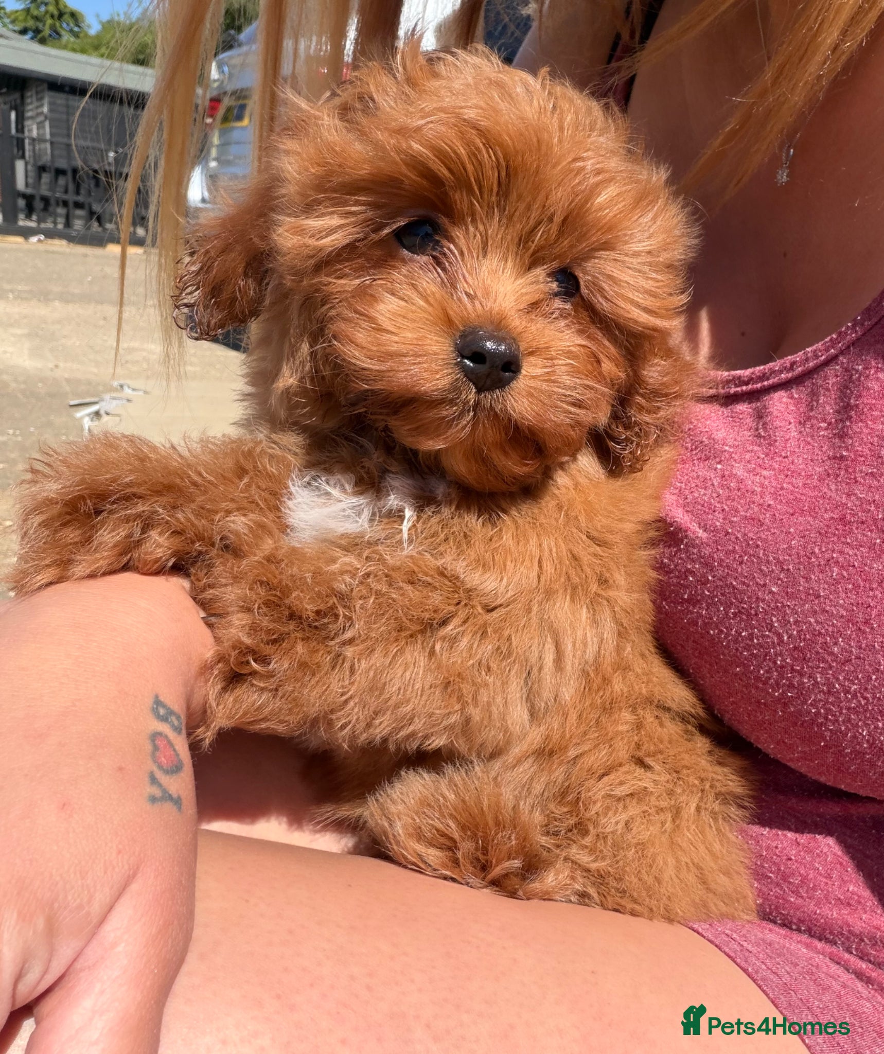 Cavapoo dogs Beautiful red F1b Cavapoo puppies 🐶 READY NOW - Advert 6