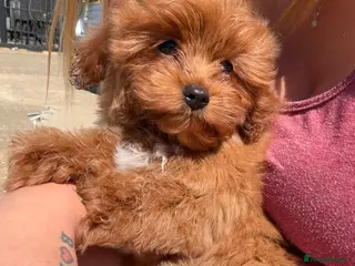 Cavapoo dogs Beautiful red F1b Cavapoo puppies 🐶 READY NOW - Advert 6