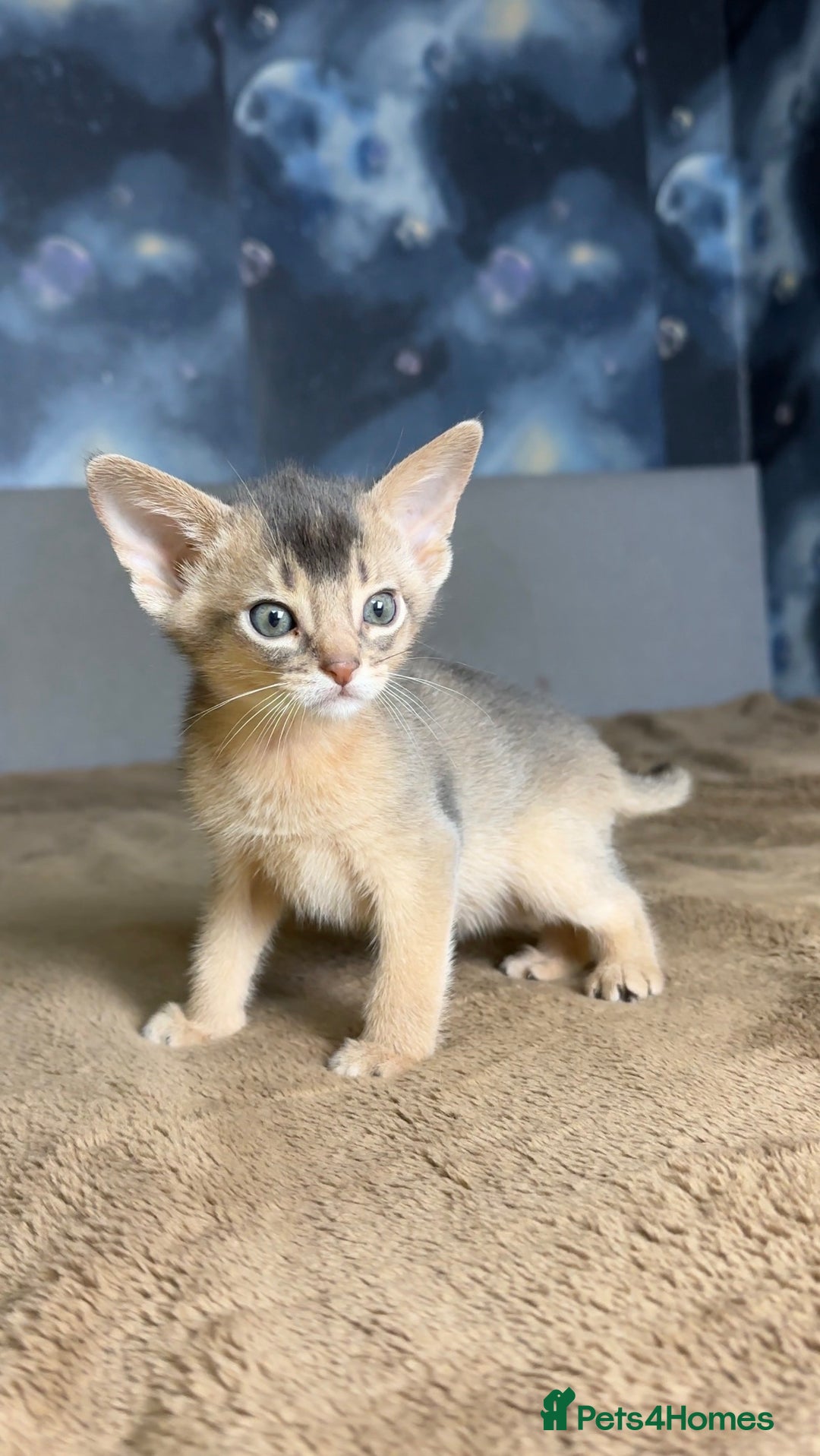Abyssinian cats for sale: 💙 Two Blue Male Abyssinian Kittens Available 💙 - Advert 11