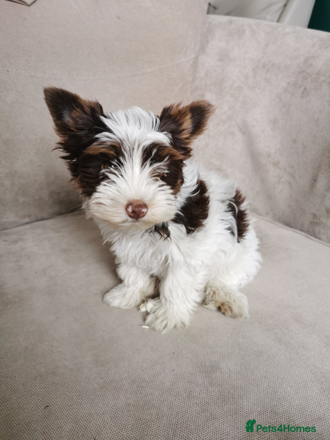 Yorkshire Terrier dogs for sale: Yorkshire terrier pedigree boy in Boston - Image 10