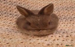 Netherland Dwarf rabbits for sale: Seven Litters Of Netherland Dwarf Babies - Image 10