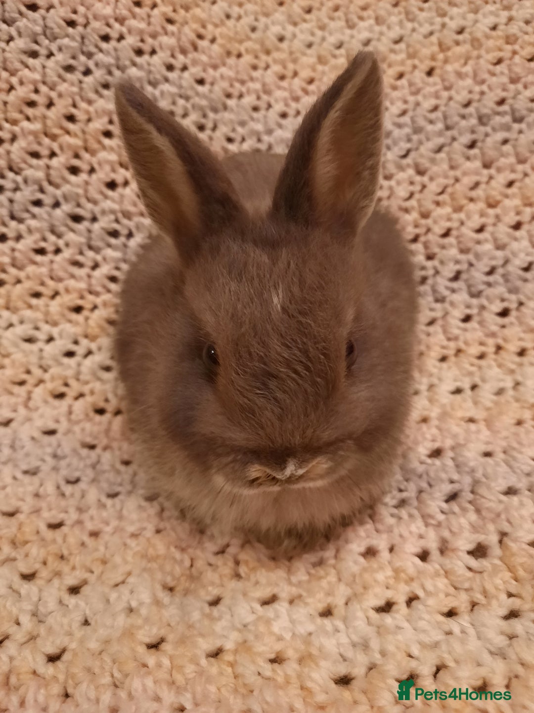 Netherland Dwarf rabbits for sale: Seven Litters Of Netherland Dwarf Babies - Image 10