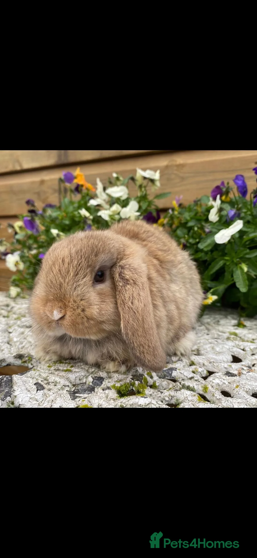 Mini Lop rabbits for sale: The most gorgeous mini lops 🥰😍 - Advert 17