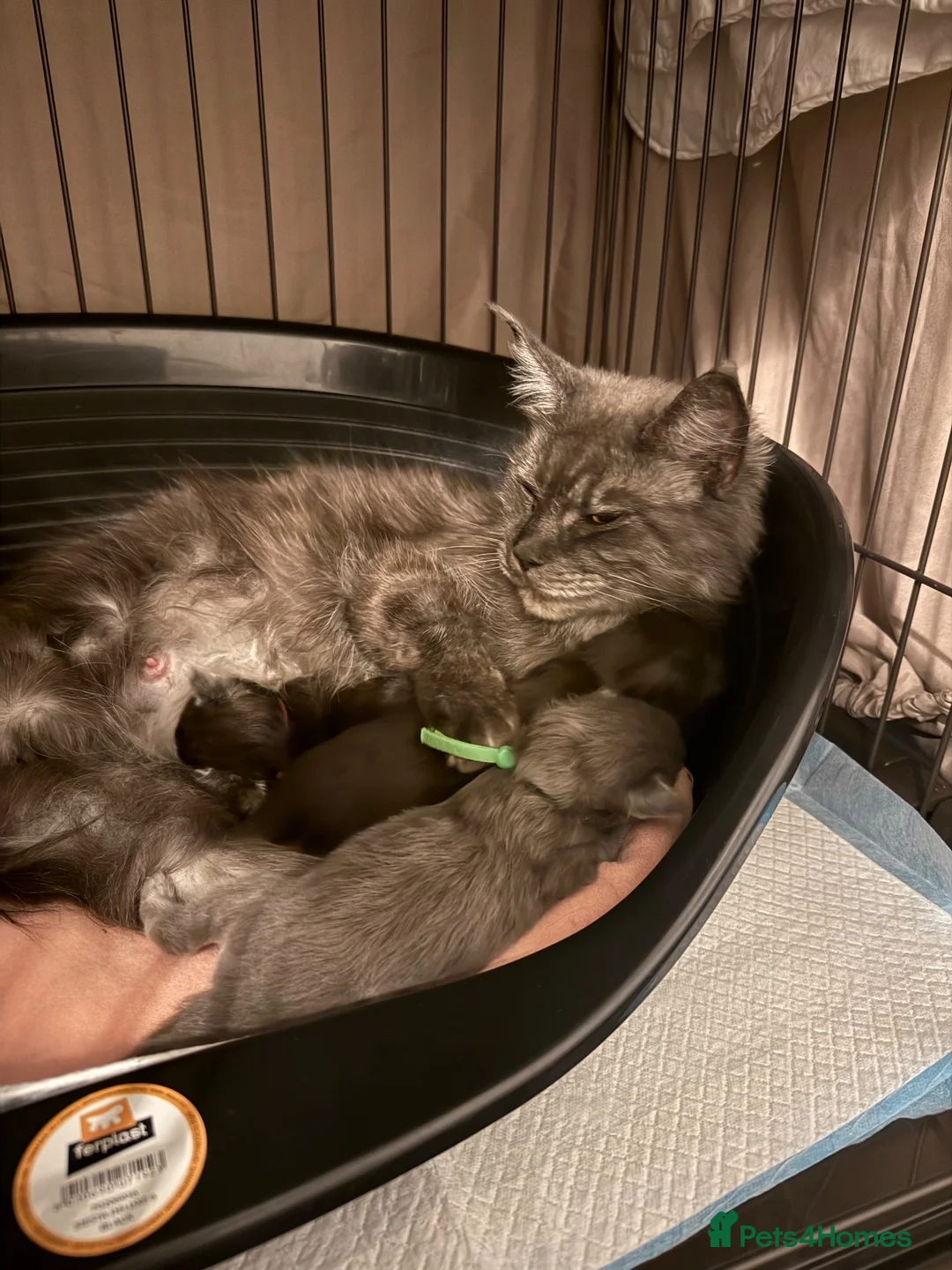 Maine Coon cats for sale: 🐾Beautiful Black Smoke Maine Coon Girl 🐾 - Advert 16