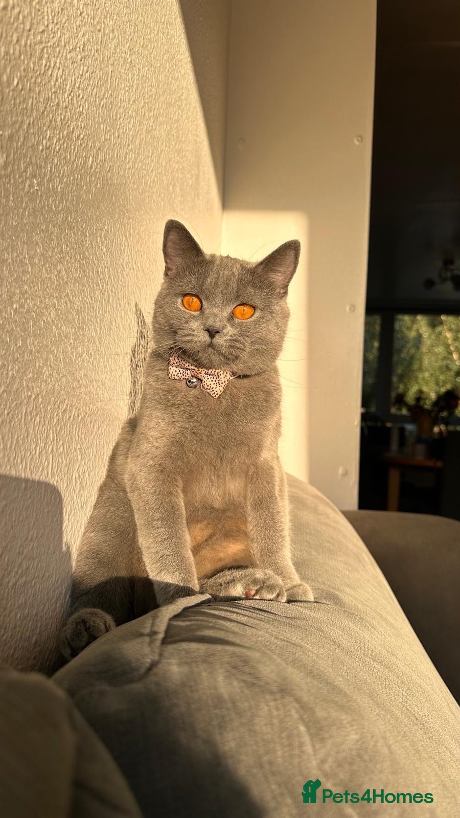 British Shorthair cats URGENT- beautiful British shorthair female  - Advert 1