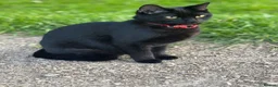 Mixed Breed cats for sale: Black kittens in Taunton - Advert 1