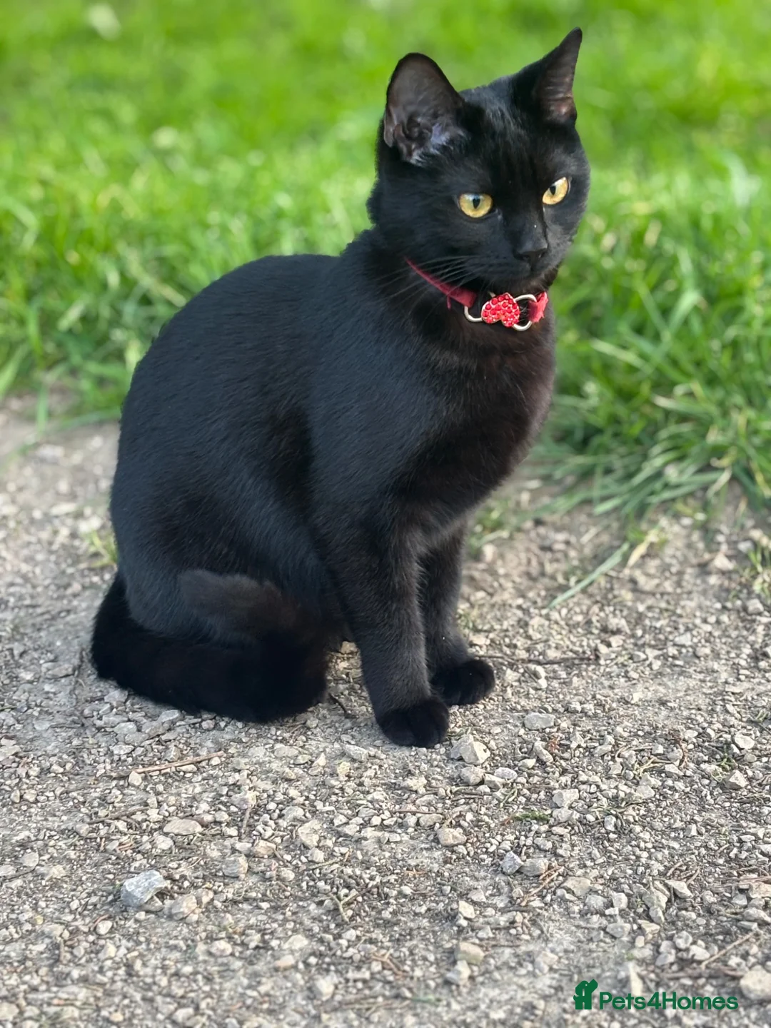 Mixed Breed cats for sale: Black kittens in Taunton - Advert 1