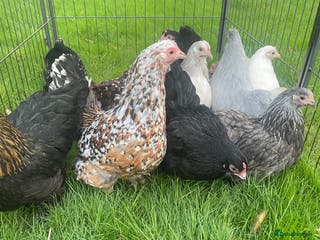 Chickens poultry Pekins - Advert 2