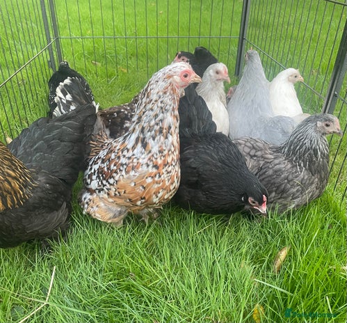 Chickens poultry - Advert 6