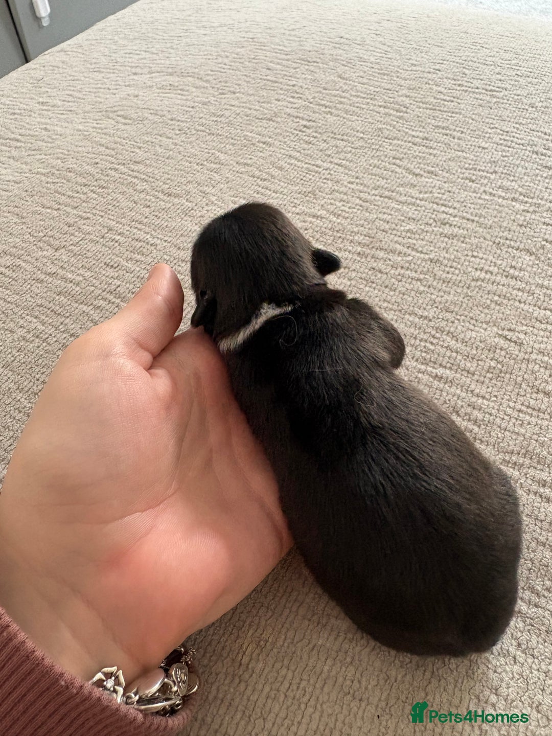 Chihuahua dogs for sale: Black and White Chihuahua  - Advert 5