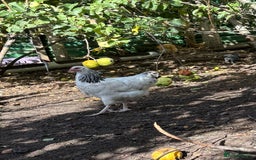 Chickens poultry for sale: Light Sussex trios - Image 2