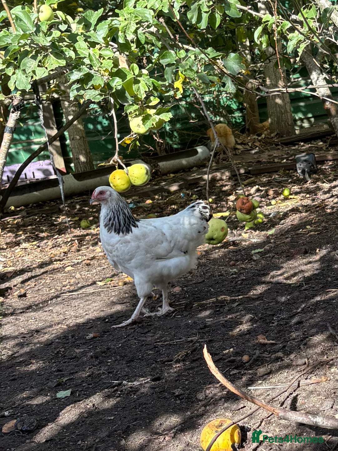 Chickens poultry for sale: Light Sussex trios - Image 2