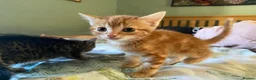 Domestic Shorthair cats for sale: Beautiful Domestic Shorthair Kittens - Advert 3