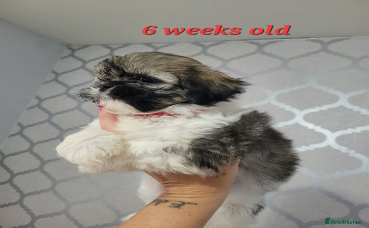 Shih Tzu dogs - Advert 6
