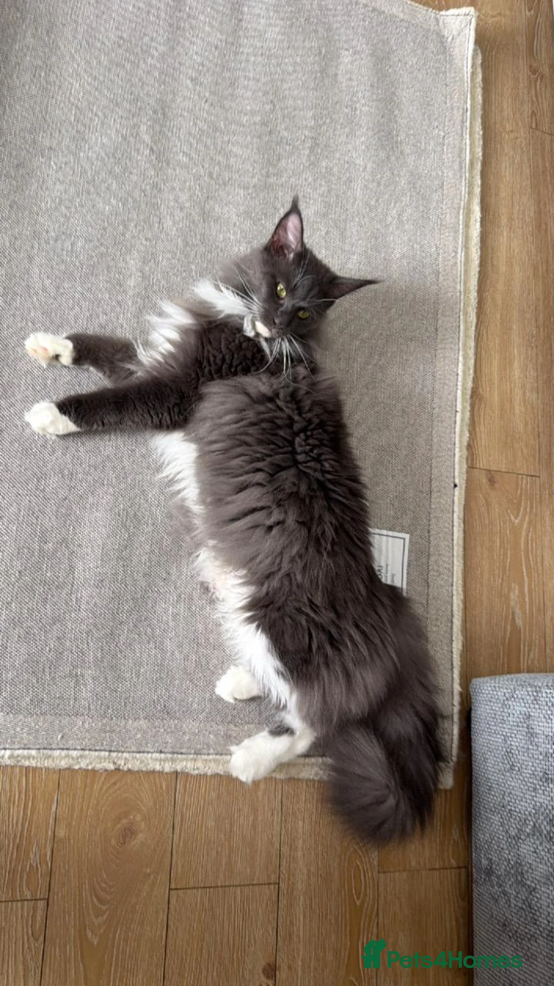 Maine Coon cats for sale: 3 beautiful GCCF reg kittens Blue black smoke in Leigh-on-Sea - Advert 6