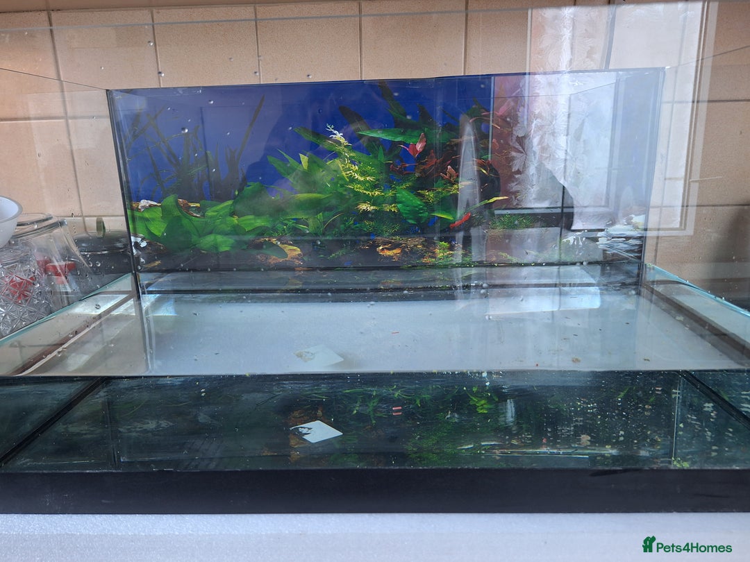 Other/Mixed Breed fish for sale: 60ltr Fishtank with Accessories Only - Image 15