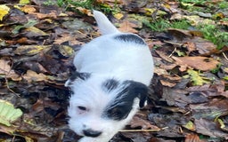 Parson Russell dogs for sale: 1 boy 1 girl parson Russel available - Image 3