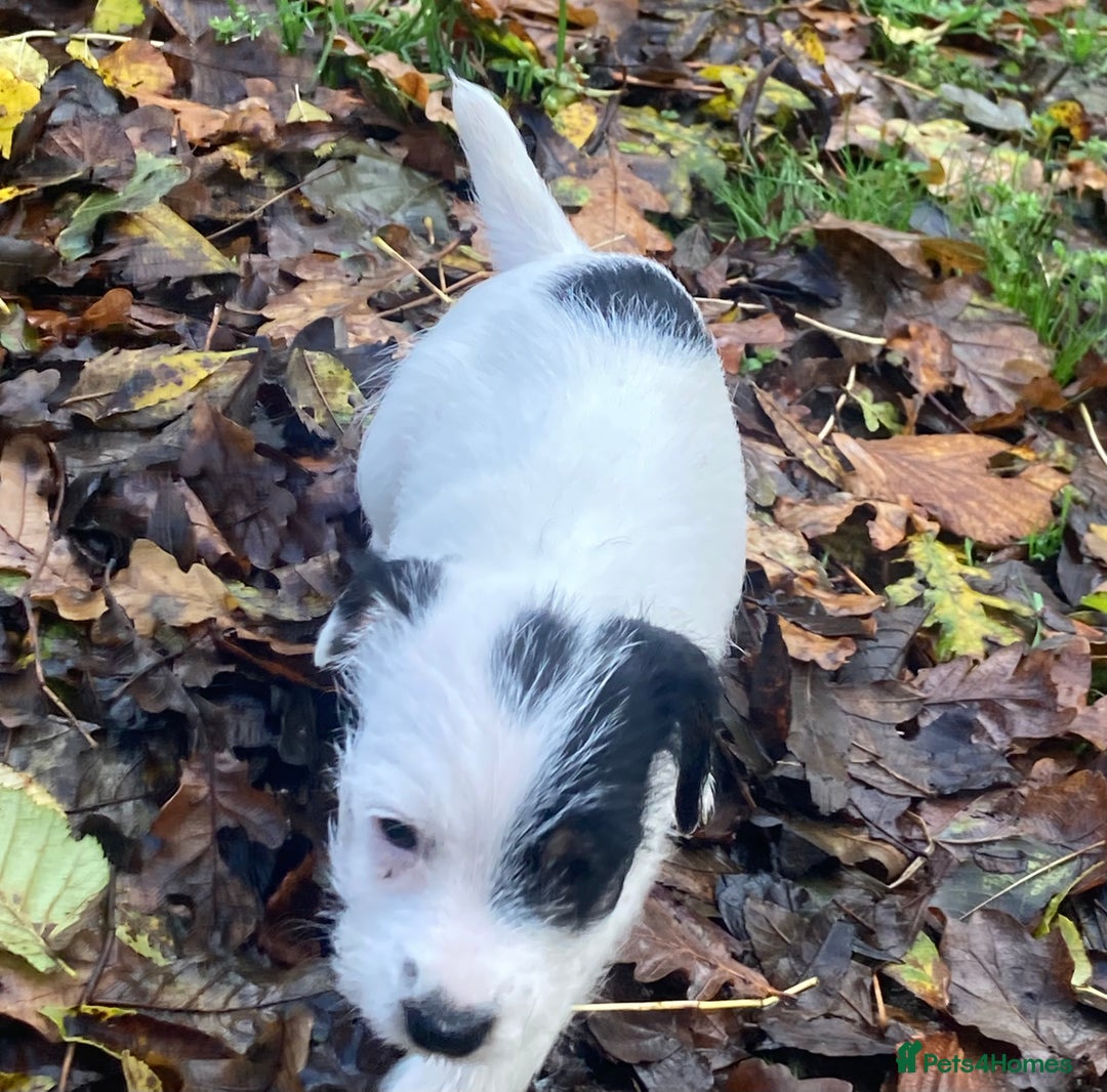 Parson Russell dogs for sale: 1 boy 1 girl parson Russel available - Image 3