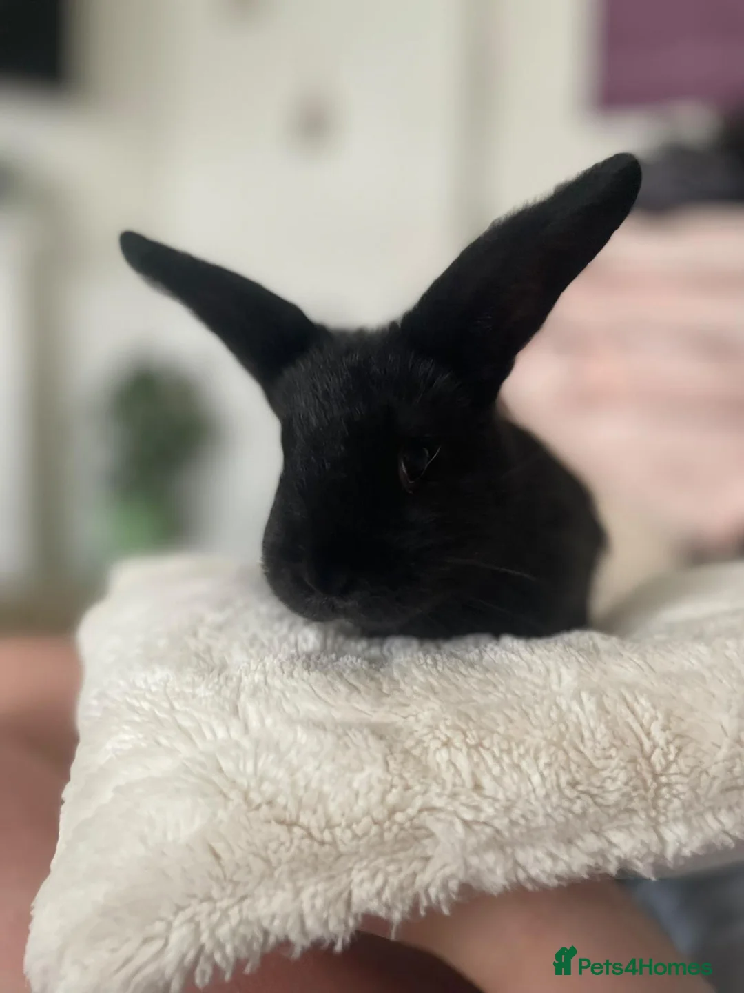 Mixed Breed rabbits for sale: Baby bunnies xx - Advert 3