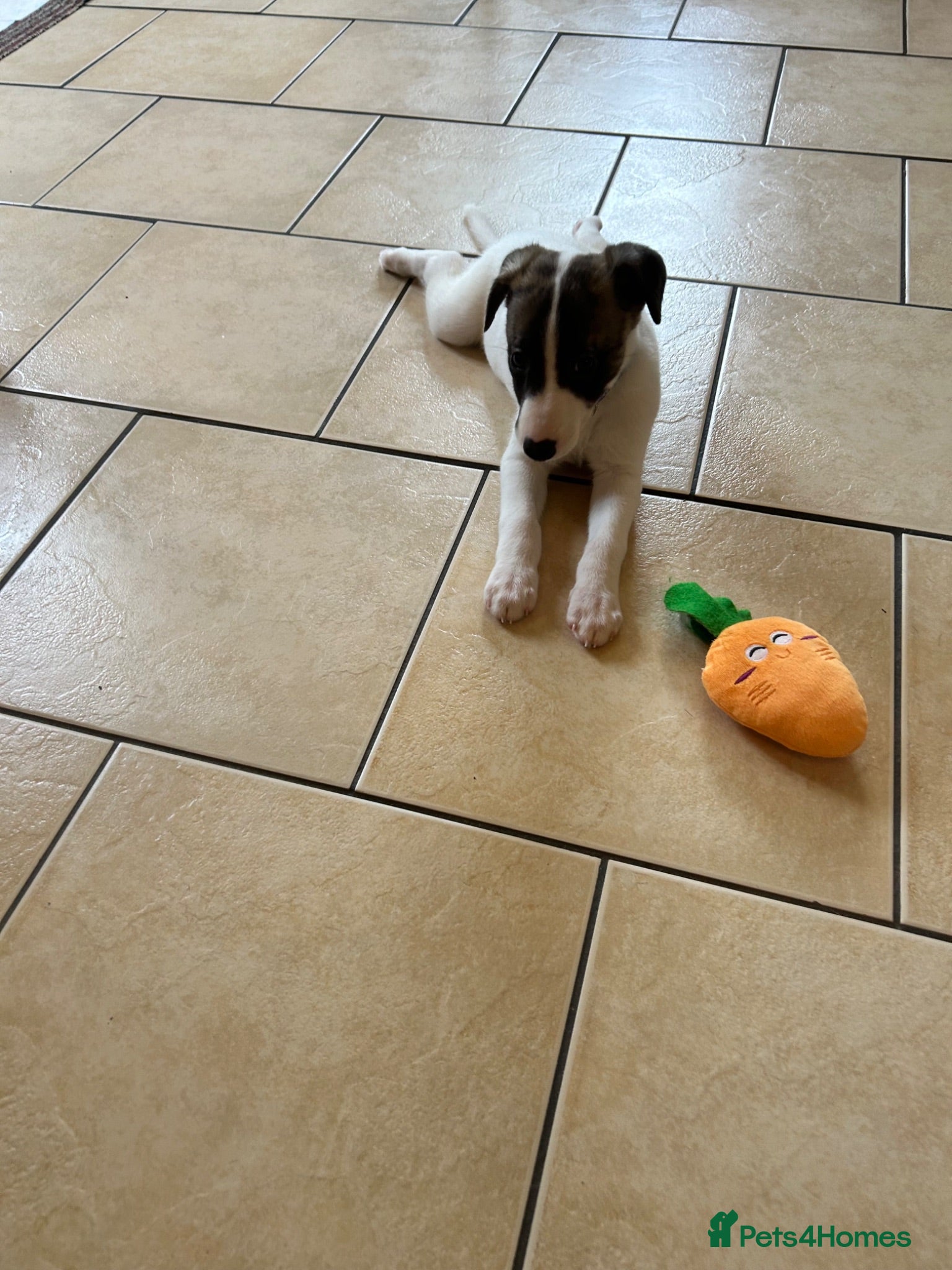 Whippet dogs Stunning pedigree whippet puppies  - Advert 2