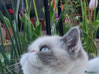 Exotic cats Blue Cream Point Exotic Shorthair Male for Stud - Advert 1