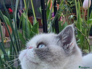 Exotic cats Blue Cream Point Exotic Shorthair Male for Stud - Advert 8