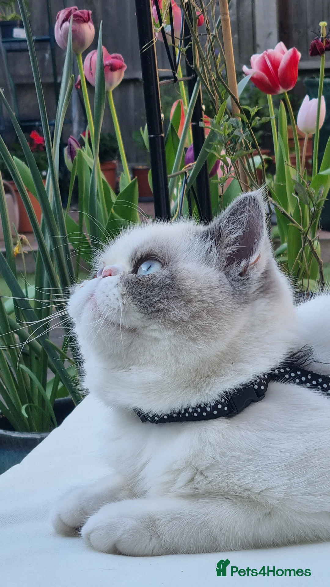 Exotic cats for stud: Blue Cream Point Exotic Shorthair Male for Stud - Advert 1