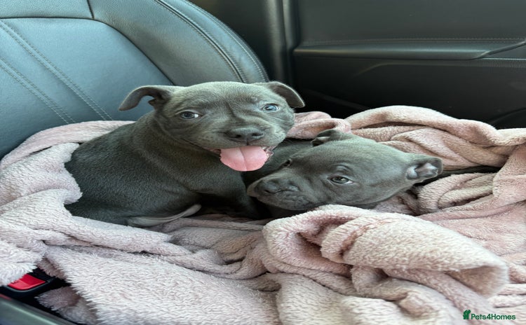 Staffordshire Bull Terrier dogs - Advert 1