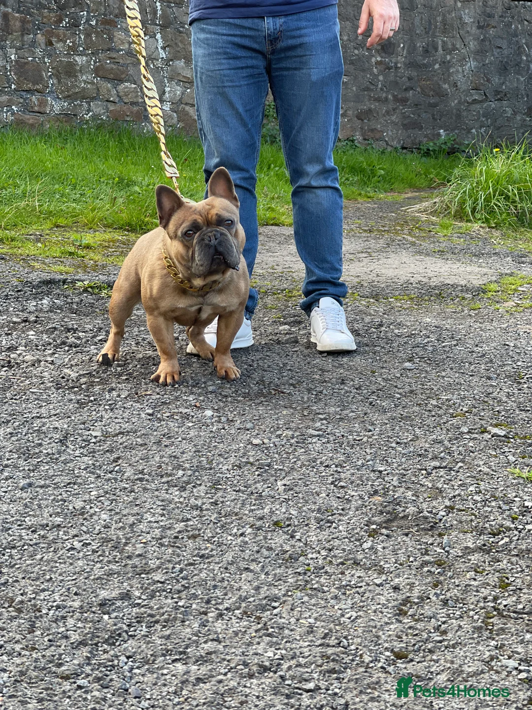 French Bulldog dogs for stud: French Bulldog Stud in Abertillery - Advert 15