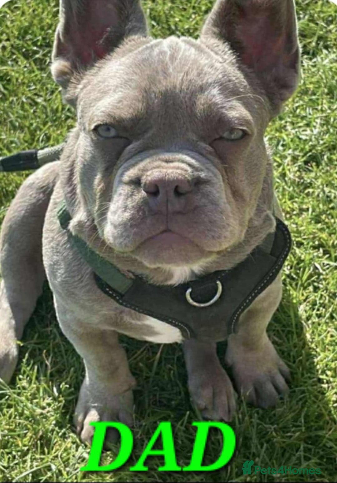 French Bulldog dogs for sale: French Bulldog puppies - Advert 3