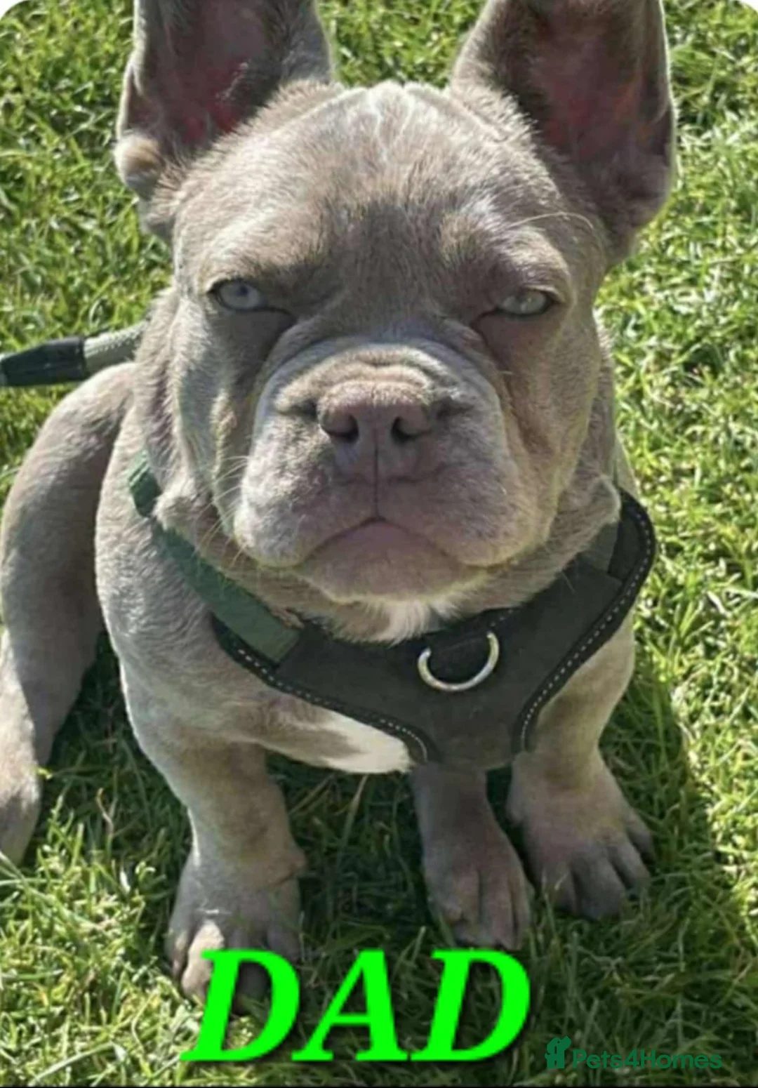 French Bulldog dogs for sale: French Bulldog puppies x 5 available  - Advert 3