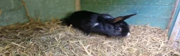 Mixed Breed rabbits for sale: Tiny, very curious. very friendly female rabbit   - Advert 7