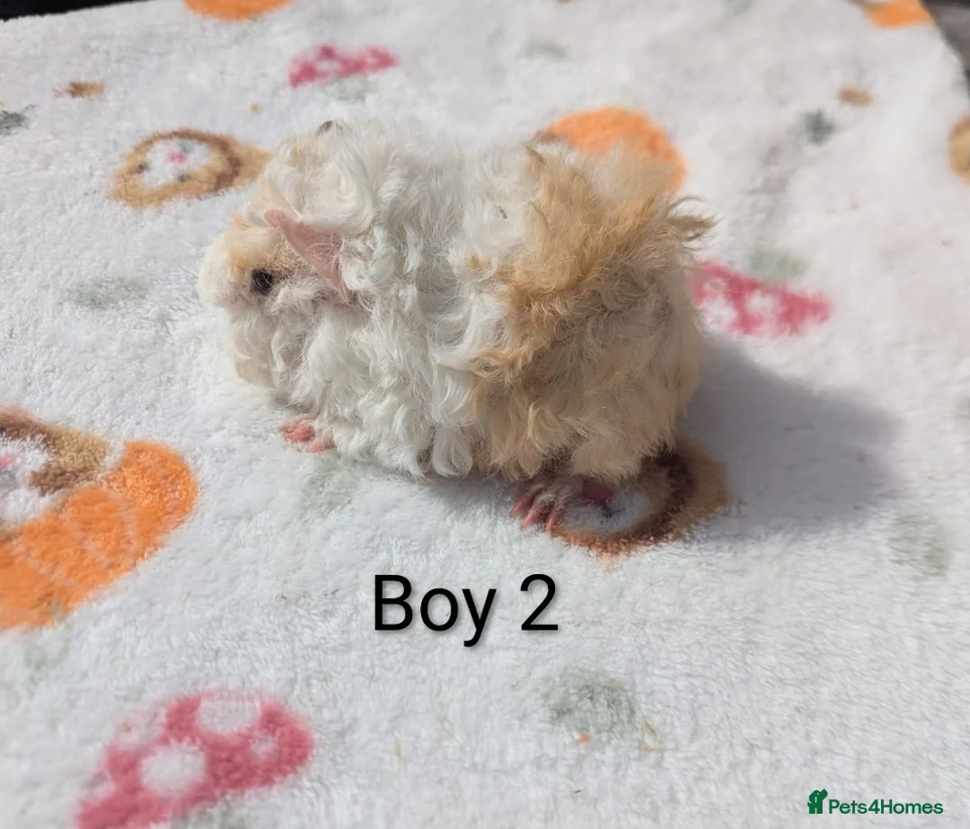 Guinea Pig rodents for sale: Longhaired Lunkarya and texel guinea pigs  - Advert 1