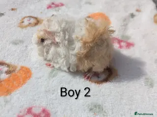 Guinea Pig rodents Longhaired Lunkarya and texel guinea pigs - Advert 1