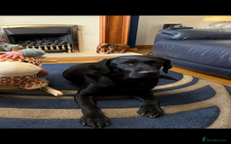 Labrador Retriever dogs for sale: Stunning K.C. Reg. Black Labrador Puppies - Image 9