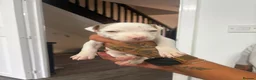 Staffordshire Bull Terrier dogs for sale: Puppys puppys puppys - Advert 18