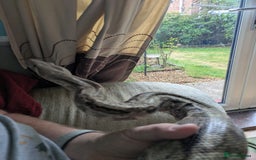 Boa Snake reptiles for sale: Hog Island Boa and vivarium - Image 6