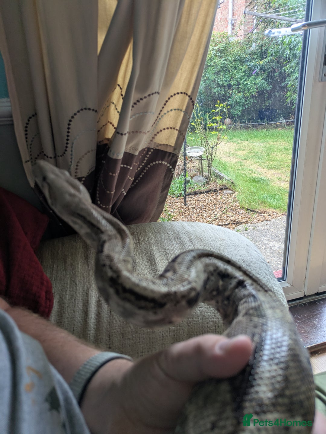 Boa Snake reptiles for sale: Hog Island Boa and vivarium - Image 6