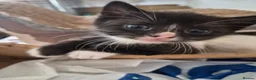 Mixed Breed cats for sale: Beautiful kittens,  ready now  - Advert 2