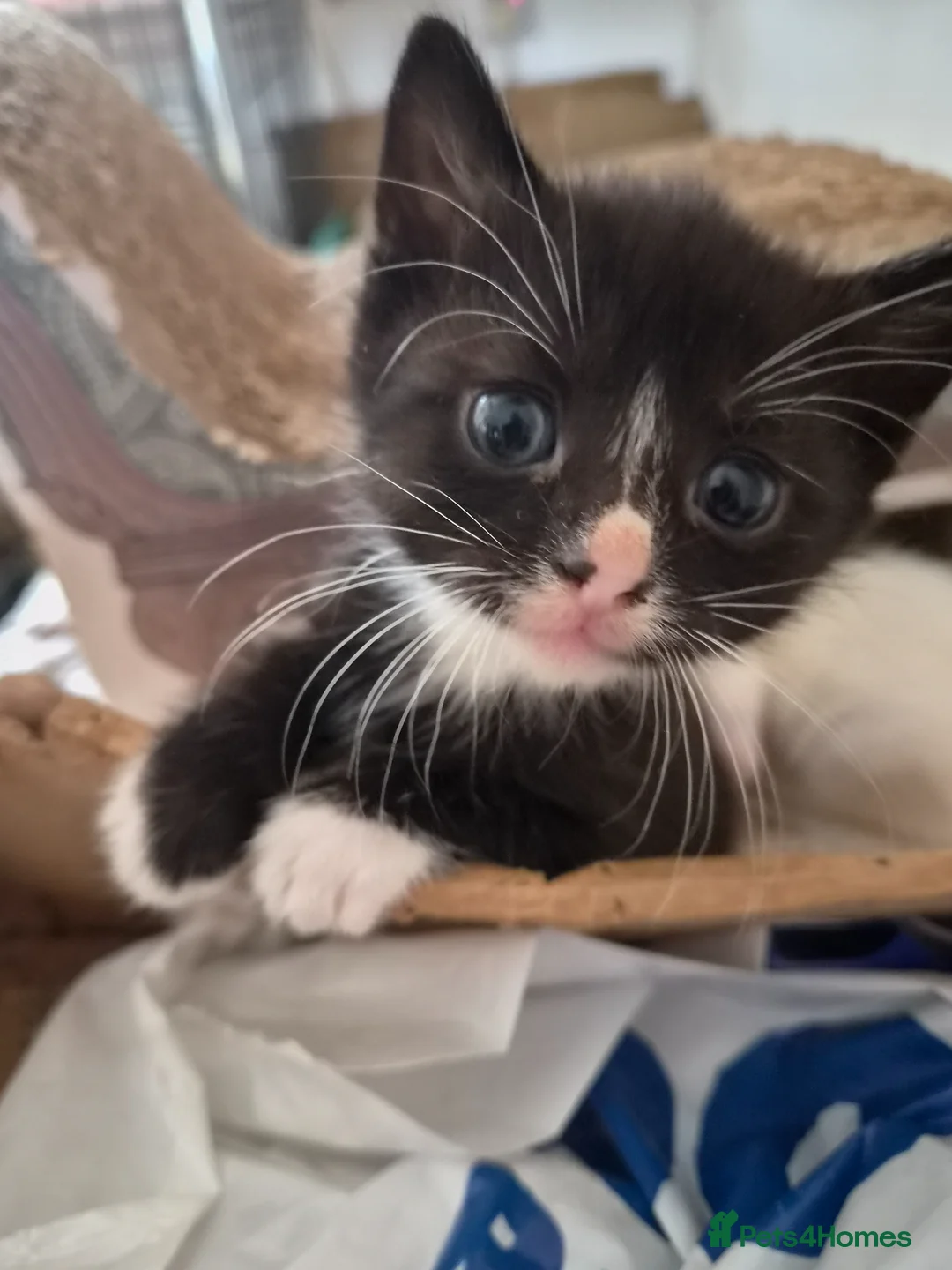 Mixed Breed cats for sale: Beautiful kittens,  ready now  - Advert 2