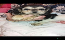 Cocker Spaniel dogs for sale: Adorable cocker spaniel puppy’s  - Image 7