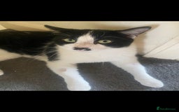 Domestic Shorthair cats for sale: Milo and Macula - Image 2