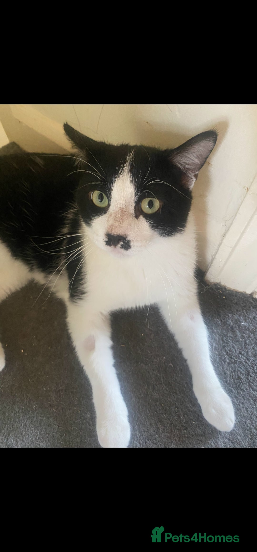 Domestic Shorthair cats for sale: Milo and Macula - Image 2
