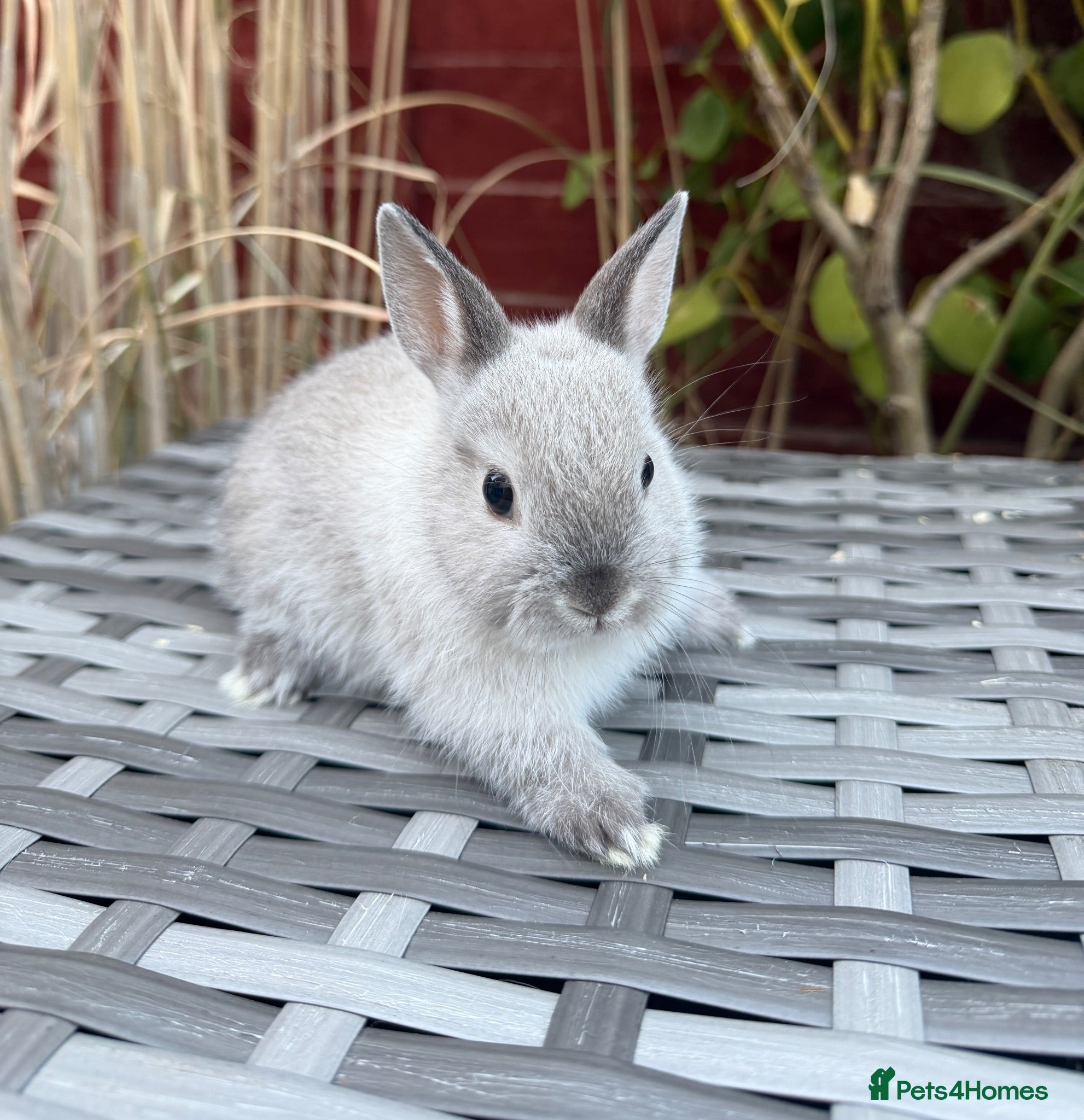 Netherland Dwarf rabbits Purebred Netherland Dwarf - Advert 1